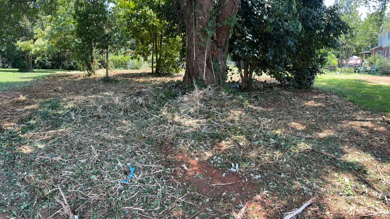 Mulched ground under a large shade tree, forestry mulching