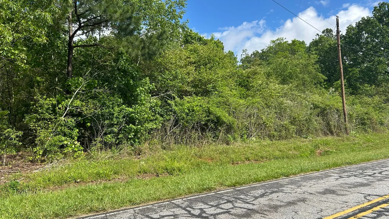Overgrown brush along a paved roadside before clearing, land clearing