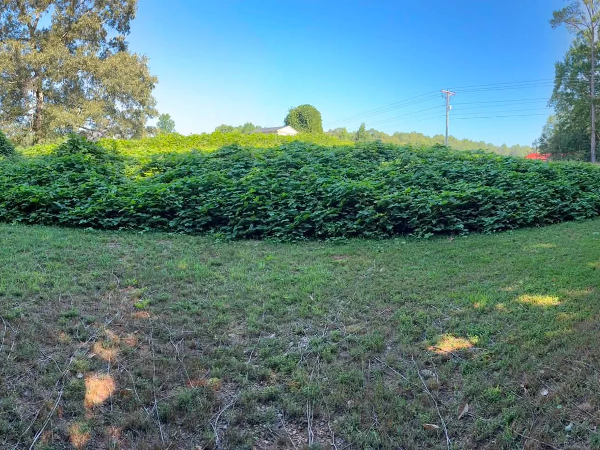 Mound of kudzu vines in a field before mulching, kudzu removal