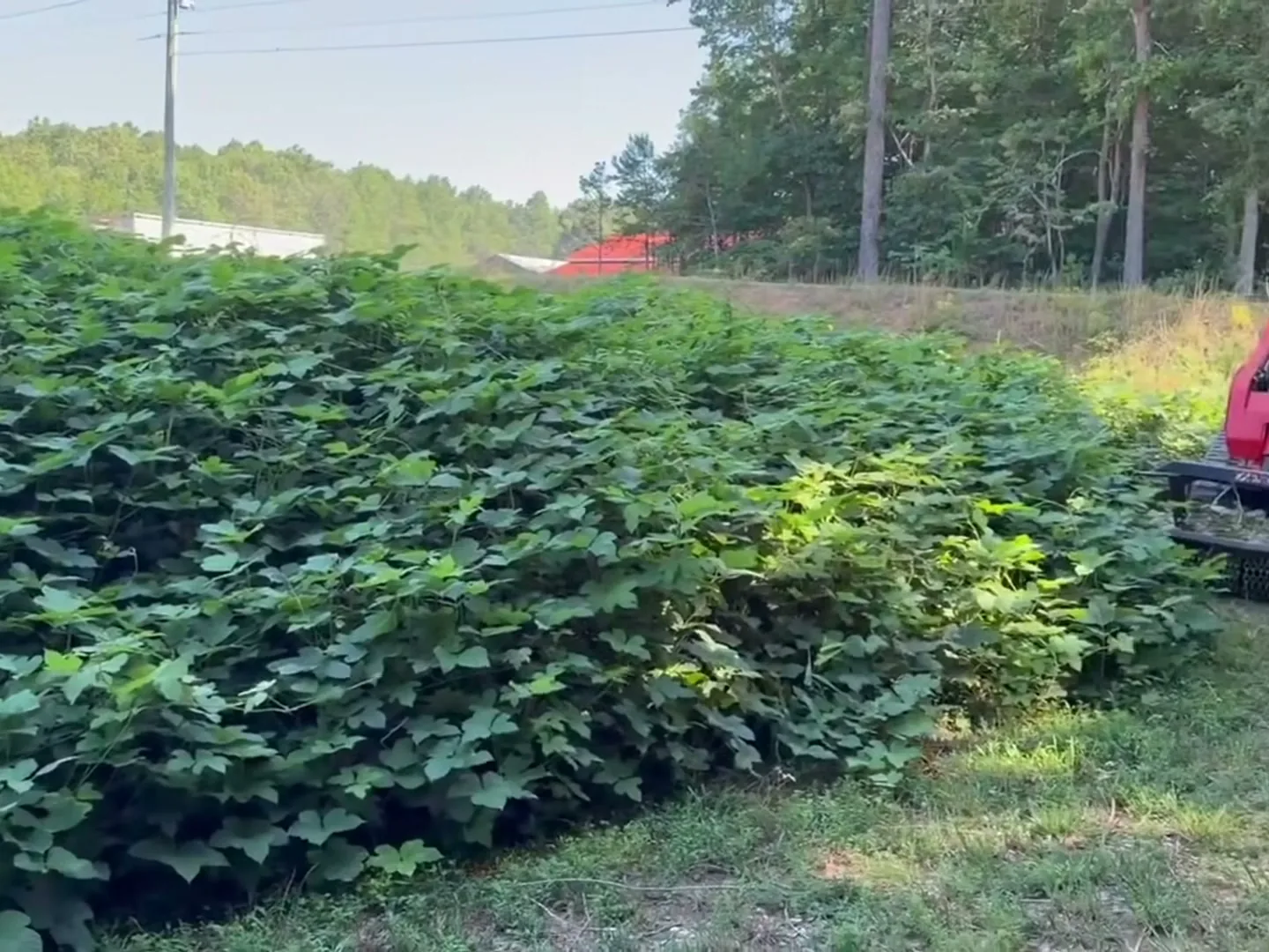 Kudzu covering a slope with the track loader cutting it back, kudzu removal
