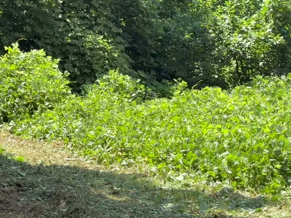 Kudzu vines spreading over brush beside a mulched strip, kudzu removal