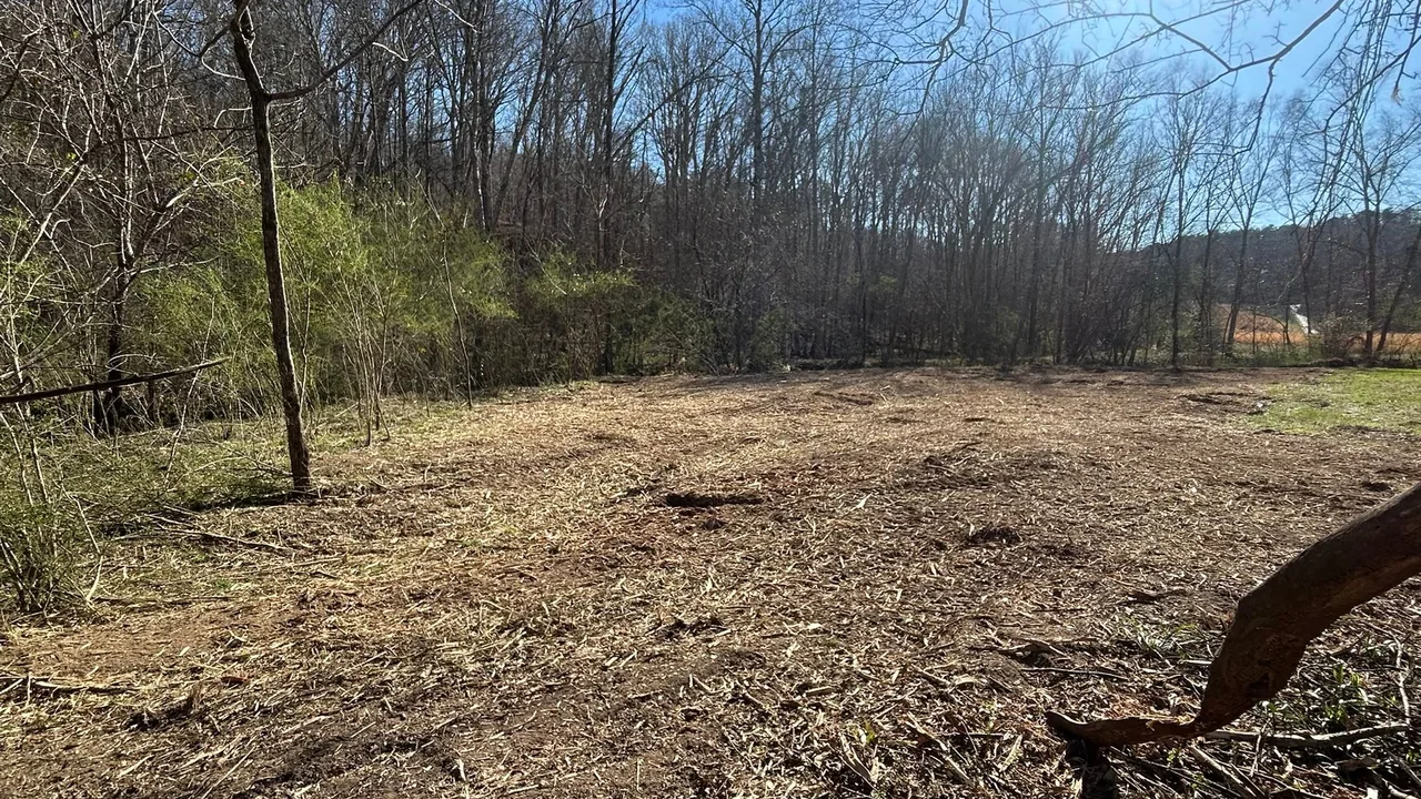 Mulched ground under trees after clearing, land clearing
