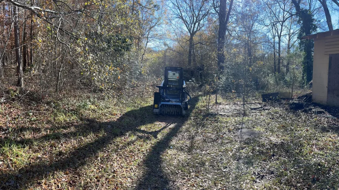 Track loader in woods cleared of undergrowth, land clearing