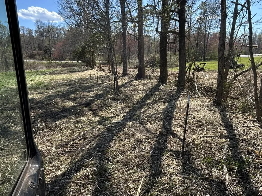 Mature trees standing over a mulched forest floor, underbrushing