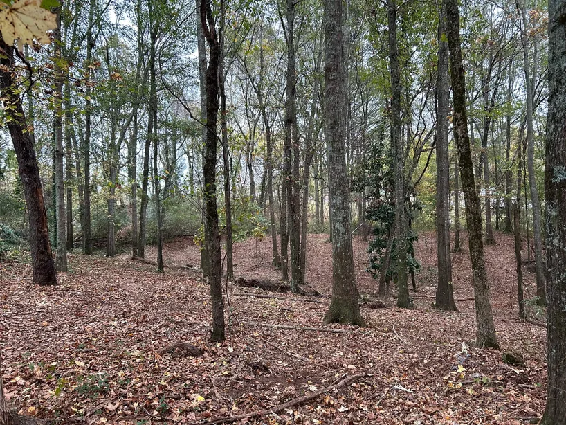 Wooded lot cleared of undergrowth with the mature trees left standing, underbrushing